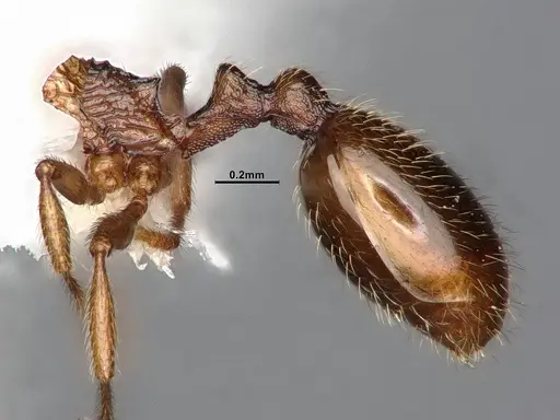 Stenamma punctatoventre specimen CASENT4031371 image casent4031371_5