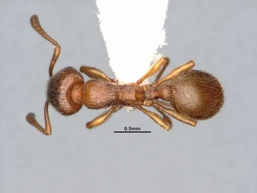 Stenamma punctatoventre specimen CASENT4031372 image casent4031372_1