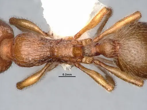 Stenamma punctatoventre specimen CASENT4031372 image casent4031372_2