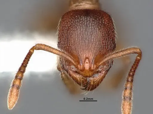 Stenamma punctatoventre specimen CASENT4031372 image casent4031372_3