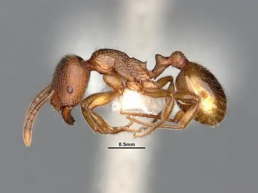 Stenamma punctatoventre specimen CASENT4031372 image casent4031372_4