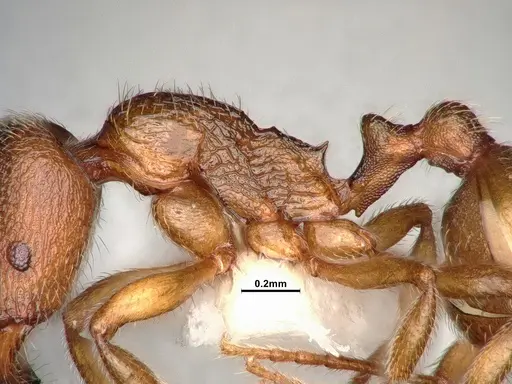 Stenamma punctatoventre specimen CASENT4031372 image casent4031372_5