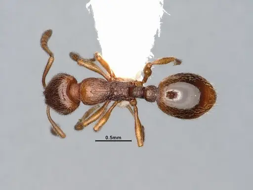 Stenamma punctatoventre specimen CASENT4031377 image casent4031377_1