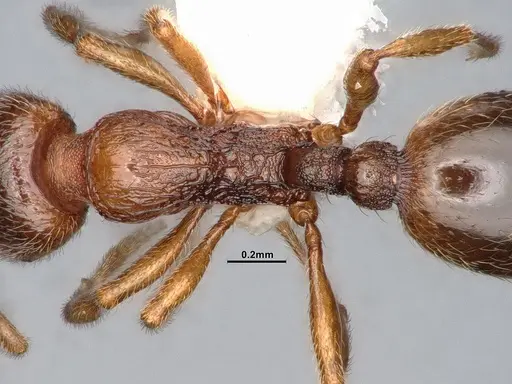 Stenamma punctatoventre specimen CASENT4031377 image casent4031377_2