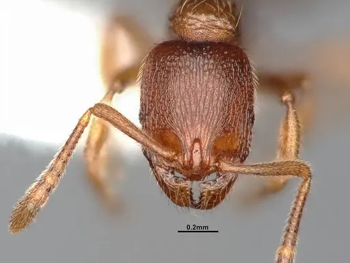 Stenamma punctatoventre specimen CASENT4031377 image casent4031377_3
