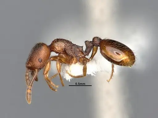 Stenamma punctatoventre specimen CASENT4031377 image casent4031377_4