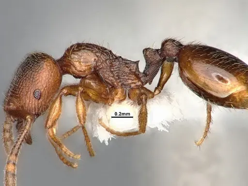 Stenamma punctatoventre specimen CASENT4031377 image casent4031377_5