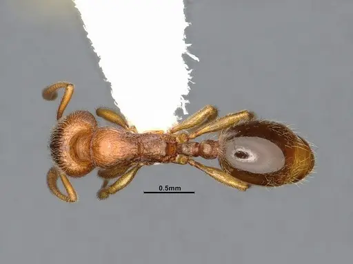 Stenamma punctatoventre specimen CASENT4032210 image casent4032210_1