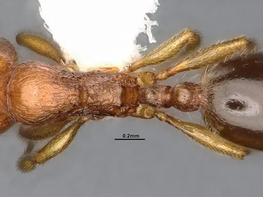 Stenamma punctatoventre specimen CASENT4032210 image casent4032210_2