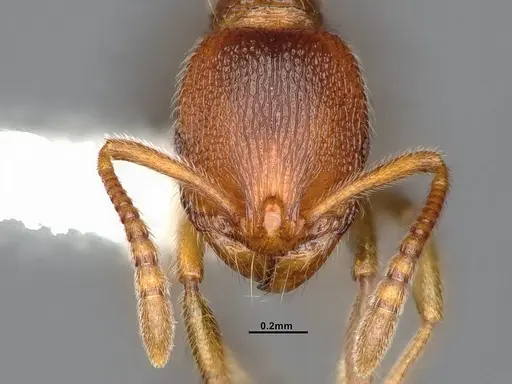 Stenamma punctatoventre specimen CASENT4032210 image casent4032210_3