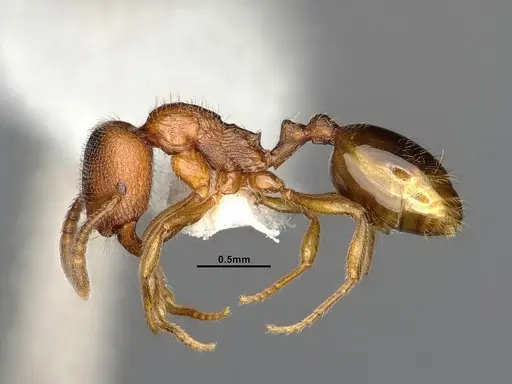 Stenamma punctatoventre specimen CASENT4032210 image casent4032210_4