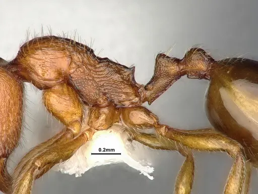 Stenamma punctatoventre specimen CASENT4032210 image casent4032210_5