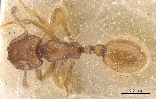 Stenamma punctiventre specimen CASENT0913972 image casent0913972_1