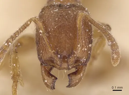 Stenamma punctiventre specimen CASENT0913972 image casent0913972_2