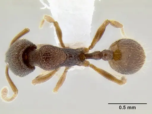 Stenamma saenzae specimen CASENT0601618 image casent0601618_1