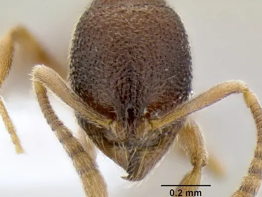 Stenamma saenzae specimen CASENT0601618 image casent0601618_2