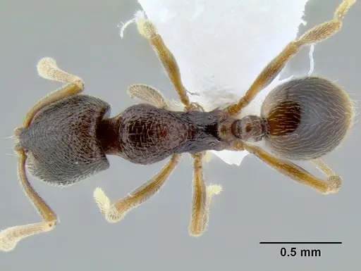 Stenamma saenzae specimen CASENT0603860 image casent0603860_1