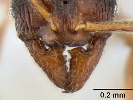 Stenamma saenzae specimen CASENT0603860 image casent0603860_3