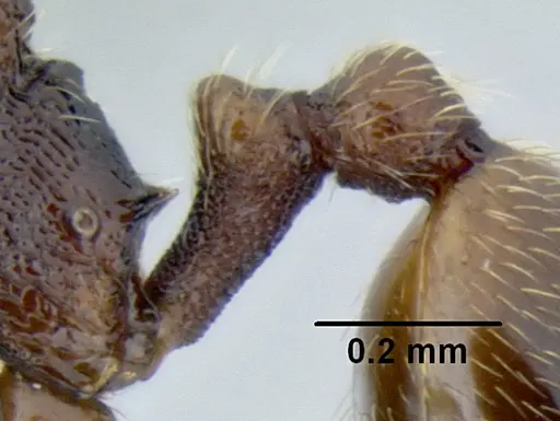 Stenamma saenzae specimen CASENT0603860 image casent0603860_5