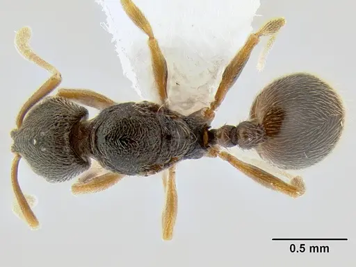 Stenamma saenzae specimen CASENT0603866 image casent0603866_1