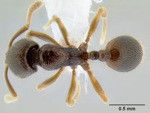 Stenamma saenzae specimen CASENT0604912 image casent0604912_1