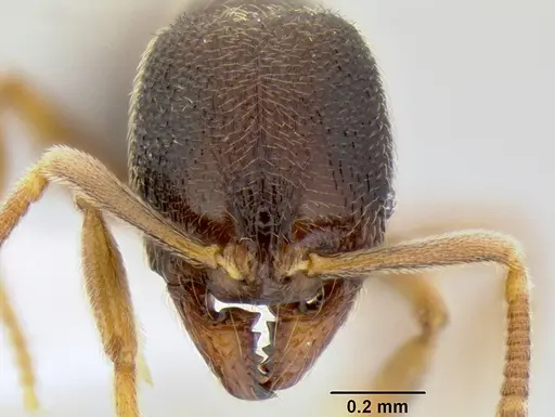 Stenamma saenzae specimen CASENT0604912 image casent0604912_2
