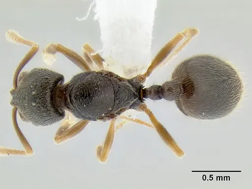 Stenamma saenzae specimen CASENT0604913 image casent0604913_1