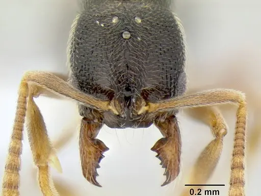 Stenamma saenzae specimen CASENT0604913 image casent0604913_2