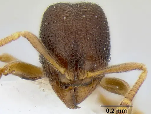 Stenamma saenzae specimen CASENT0604932 image casent0604932_2