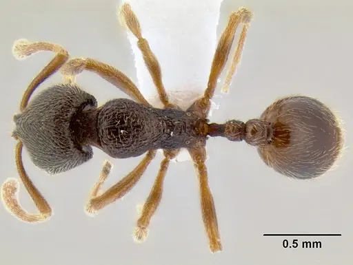 Stenamma saenzae specimen CASENT0620169 image casent0620169_1