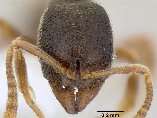 Stenamma saenzae specimen CASENT0620169 image casent0620169_2