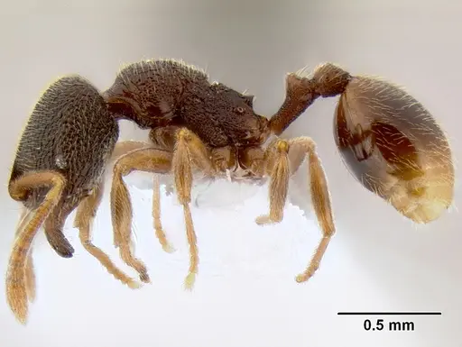 Stenamma saenzae specimen CASENT0620169 image casent0620169_3