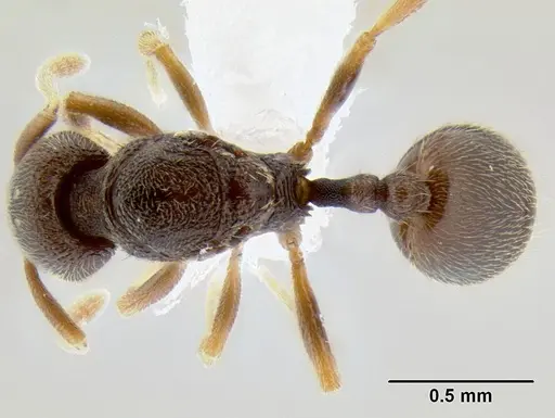 Stenamma saenzae specimen CASENT0621730 image casent0621730_1