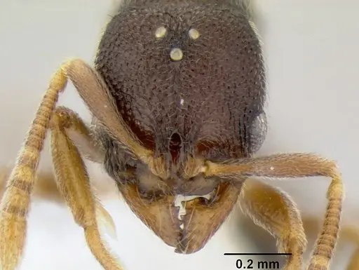 Stenamma saenzae specimen CASENT0621730 image casent0621730_2
