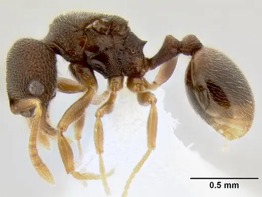 Stenamma saenzae specimen CASENT0621730 image casent0621730_3
