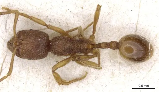 Stenamma sardoum specimen CASENT0904150 image casent0904150_1