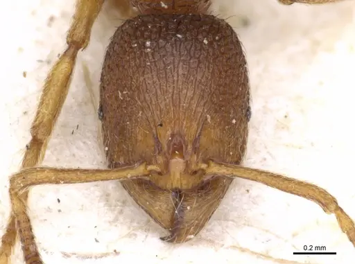 Stenamma sardoum specimen CASENT0904150 image casent0904150_2