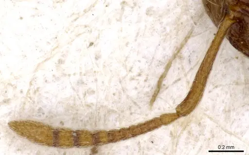 Stenamma sardoum specimen CASENT0904150 image casent0904150_3
