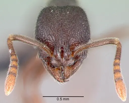 Stenamma schmidti specimen CASENT0039766 image casent0039766_2