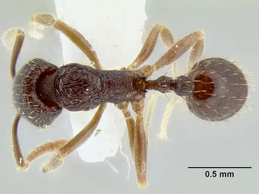 Stenamma schmidti specimen CASENT0126220 image casent0126220_1