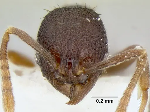 Stenamma schmidti specimen CASENT0126220 image casent0126220_2