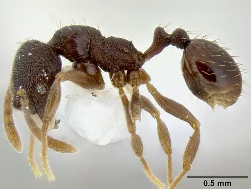 Stenamma schmidti specimen CASENT0126220 image casent0126220_3