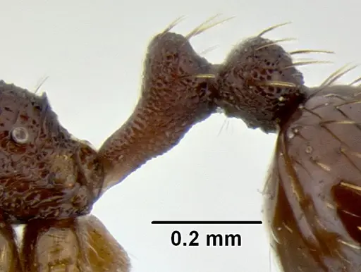 Stenamma schmidti specimen CASENT0126220 image casent0126220_4