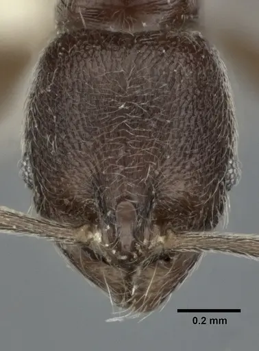 Stenamma schmidti specimen CASENT0246140 image casent0246140_2