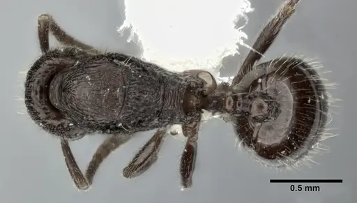 Stenamma schmidti specimen CASENT0246141 image casent0246141_1