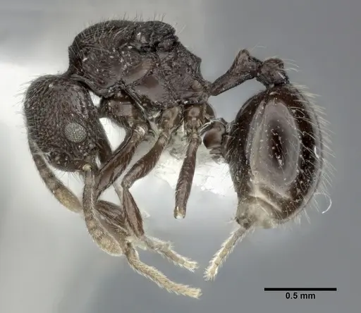 Stenamma schmidti specimen CASENT0246141 image casent0246141_3