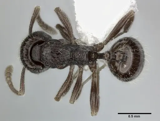 Stenamma schmidti specimen CASENT0246142 image casent0246142_1