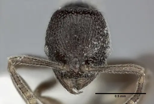 Stenamma schmidti specimen CASENT0246142 image casent0246142_2