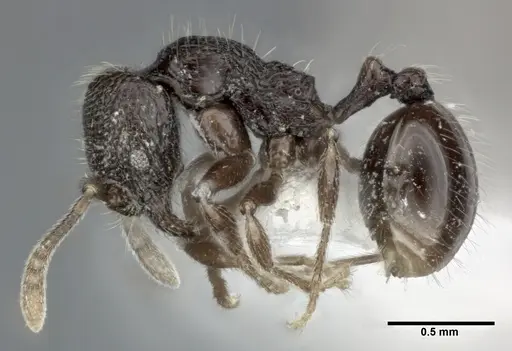 Stenamma schmidti specimen CASENT0246142 image casent0246142_3