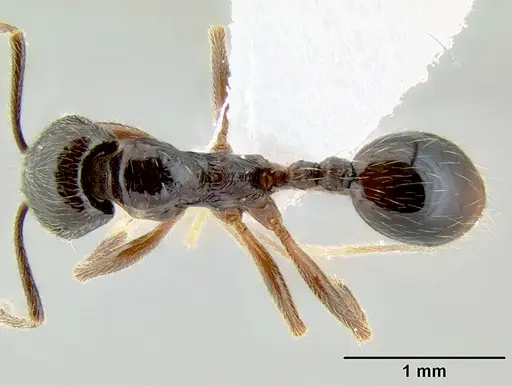 Stenamma schmidti specimen CASENT0600137 image casent0600137_1